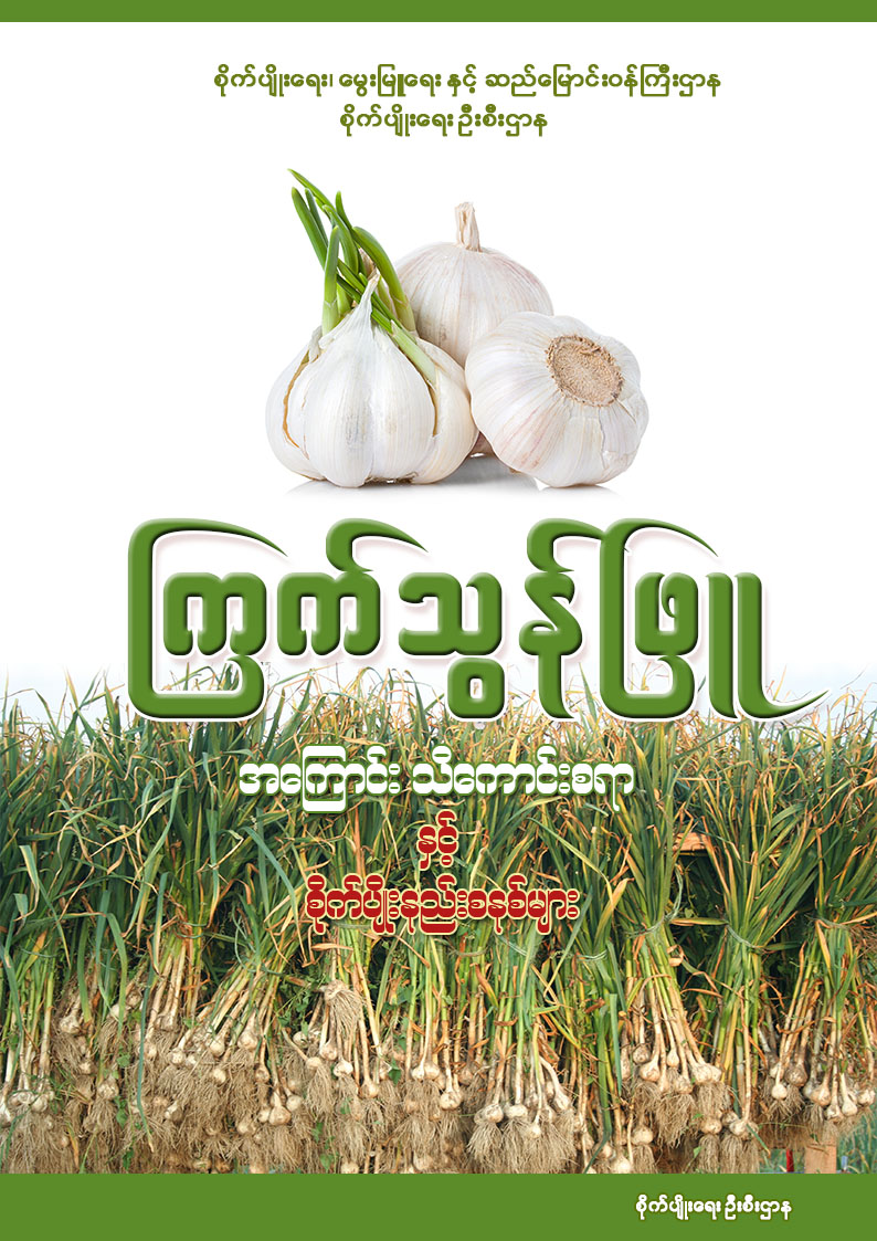 ကြက်သွန်ဖြူ အကြောင်း သိကောင်းစရာနှင့် စိုက်ပျိုးနည်းစနစ်
