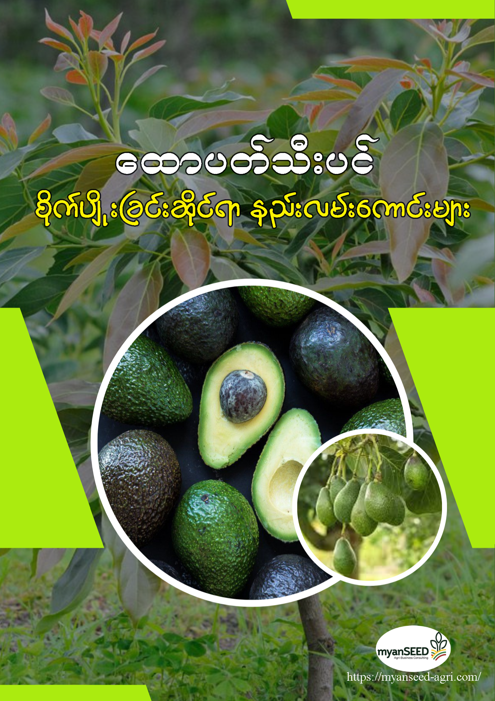 ထောပတ်သီးပင် စိုက်ပျိုးခြင်းဆိုင်ရာ နည်းလမ်းကောင်းများ