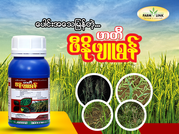 နှိမ်နင်းရခက်ပြီး တော်ရုံပေါင်းသတ်ဆေးနဲ့မတိုး ရှင်း၍မနိုင်တဲ့ ပေါင်းမြက်တွေကို ဆေးအာနိသင်ပြင်းပြင်းနဲ့ လျင်မြန်စွာရှင်းထုတ်ပေးနိုင်မယ့် ဖာတီဖီနိုဖျူရွန်......   #ထူးခြားချက်များ   - စပါးပင်ပွားပိုမိုထွက်စေခြင်း၊ - အစိုဓာတ် ကောင်းမွန်ချိန် ဆေးဖျန်းပါက ဖျန်