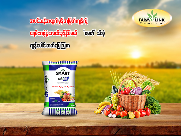 များများကြီး များများသီး များများရိတ်သိမ်းပြီး  ရေမီးအစုံနဲ့ လေထီးခုန်နိုင်မယ့် ဖန်းလင့်ရဲ့ #စမတ်သီးစုံလာပါပြီ.....ဦးကြီးတို့ရေ ‌လေထီးခုန်ချင်ပေမယ့် စမတ်သီးစုံကို မသိသေးရင်တော့ ဒီစာလေးကို ဆက်ဖတ်‌ပေးပါ #စမတ်သီးစုံဆိုတာ အပင်တိုင်းအတွက် အဓိကအာဟာရNPK (19:7:8)