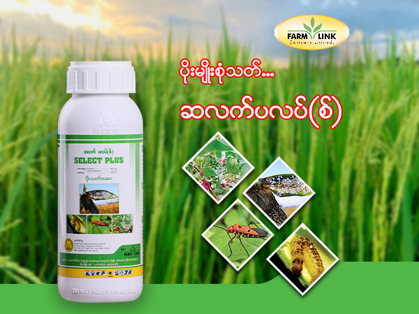 သုံးဖူးတဲ့တောင်သူတွေ အကုန်လုံးက‌တော့ #ဆလက်ပလပ်စ်မှဆလက်ပလပ်စ် ဖြစ်နေကြပြီနော် ​တောင်သူ​တွေ #ဆလက်ပလပ်စ် ကို ဘာ​ကြောင့်ကြိုက်ကြသလဲ??? ဆို​တော့....... ထိ​သေ/စား​သေ၊ စိမ့်ဝင်ထိုး​ဖောက် အာနိသင်ပါပြီး စုပ်စား/ကိုက်စား အင်းဆက်ဖျက်ပိုးသာမက မွှားပင့်ကူမျိုးစုံကိုနှ