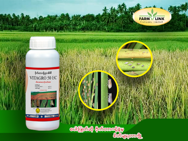 ဦးကြီးတို့စပါးခင်းမှာ... ဖြုတ်ပိုးတွေ အဟုတ်ဆိုးနေလား စပါးဖြုတ်ဆို #ဗိုက်တာဂရိုနဲ့မှ စိတ်ချရတာဗျို့ အခုလိုပူနွေးစိုစွတ်ပြီး စိုထိုင်းဆများတဲ့အခြေအနေမှာ ဖြုတ်ပိုးတွေ ပိုမိုကျရောက်တတ်ပါတယ်။ စပါးခင်းမှာ ရွက်ဖျားဝါပြီး မီးလောင်သလို အကွက်လိုက်ဖြစ်ကာ တဖြည်းဖြည်း