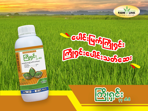 (တိုက်ရိုက်စပါးကြဲခင်း ပေါင်းအုပ်​ဆေး) #တိုက်ရိုက်အ​စေ့ချစပါးစိုက်ဖို့ ပြင်ဆင်နေကြသော တောင်သူမိတ်ဆွေများခင်ဗျာ........ ရေတသန်ကြဲခင်းတွေမှာ ပေါင်းအုပ်ဆေးဖျန်းသလို အခြောက်ကြဲခင်းတွေမှာ ပေါင်းအုပ်ဆေးမရှိဘူးလား.?? ရှိရင်သုံးချင်ပါတယ်ဆိုတဲ့တောင်သူများ.........