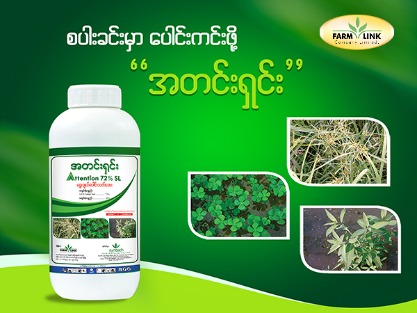 ရွေးချယ်အာနိသင်ရှိပြီး၊ ပင်လုံးပြန့်အာနိသင်ရှိသော အောက်ဇင်ဟော်မုန်းပေါင်းသတ်​ဆေး Attention #အတင်းရှင်း (၇၂-အက်စ်အယ်လ်)သည် #amine salt အမျိုးအစားတွင်ပါဝင်ပြီး၊ အခြား acid, ester ပုံစံ များထက် အရွက်၊ အမြစ်တို့မှ စုပ်ယူမှု ​အား​ကောင်းသောဆေးဖြစ်ပါတယ်။ #စပါး အ