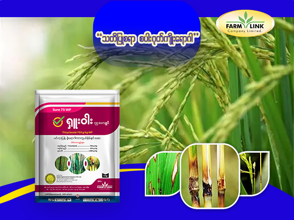 စပါးဂုတ်ကျိုးရောဂါကြောင့် အထွက်နှုန်း မလျော့ပါစေနဲ့... #ရှူးဝါး (၇၅ ဒဗလျူပီ)  စပါးနှံတွေ ထွက်လာခါမှ ဂုတ်ကျိုးရောဂါကြောင့် အနှံဖြူပြီး ပျက်စီးသွားတာဟာ တောင်သူတို့အတွက် အကြီးမားဆုံး ဆုံးရှုံးမှုပါပဲ။ ဒီဆုံးရှုံးမှုကို အမြစ်ပြတ် တားဆီးဖို့ဆိုရင် ရှူးဝါး ကိုသ