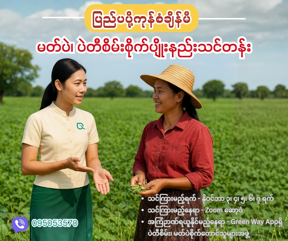 ပြည်ပပို့ကုန်စံချိန်မီ မတ်ပဲ၊ ပဲတီစိမ်း စိုက်ပျိုးနည်း