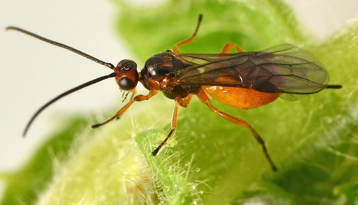 ဆစ်ပိုး (Stem Borer) အန္တရာယ်မှ ကာကွယ်နှိမ်နင်းနည်း