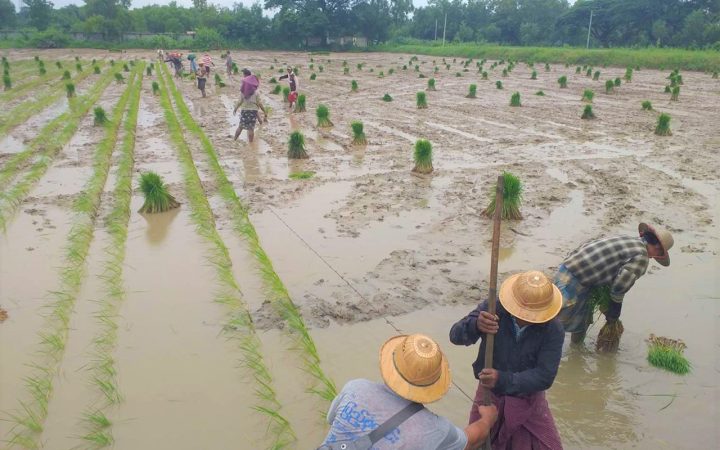 ရေကြီး ဒေသတွေမှာ ရေကျပြီးရင် တောင်သူတွေအနေနဲ့ ဘာတွေ ပြန်လုပ်ကြရမလဲ? ဘာတွေပြန်စိုက်မလဲ?
