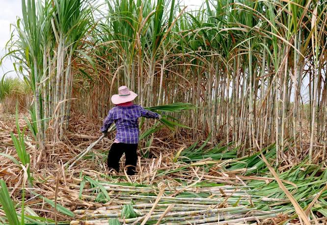 ကြံတစ်တန်လျှင် စက်ရုံအရောက်ဈေး ၁၃၉,၀၀၀ ကျပ်ဖြင့် ဈေးဖွင့်ရန် စီစဉ်နေသည့်အတွက် ပဲခူးတိုင်းရှိတောင်သူများ အခက်ကြုံ
