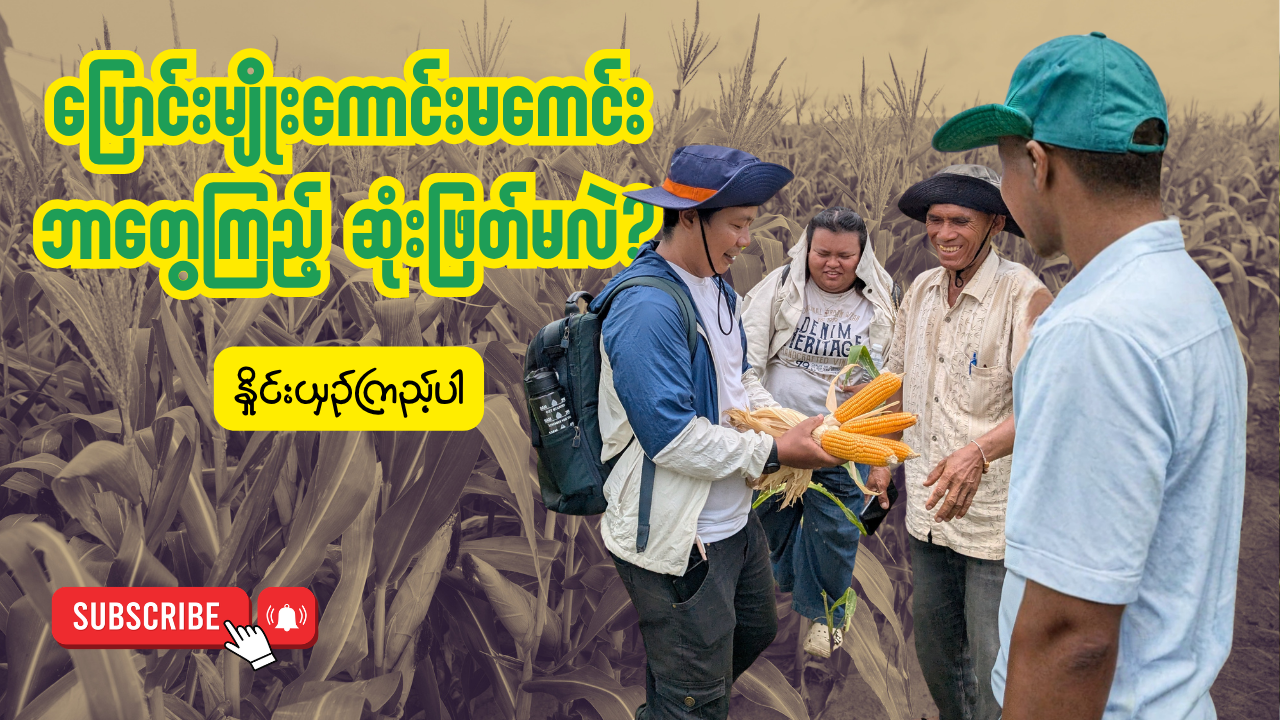 ပြောင်းမျိုးကောင်းမကောင်း ဘာတွေကြည့်လဲ?