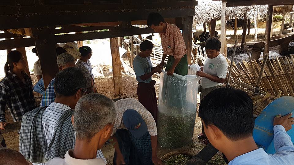 တိရစ္ဆာန်စာ ချဉ်ဖတ်