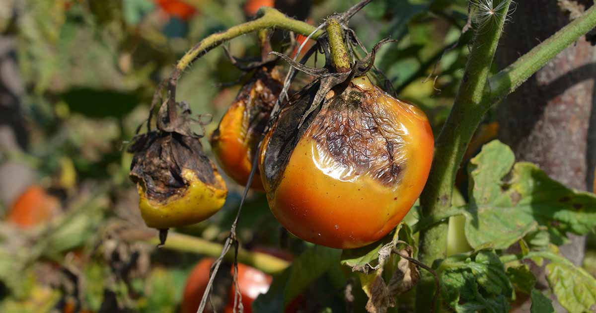 ခရမ်းချဉ်နှောင်းပင်နာကျရောဂါ
