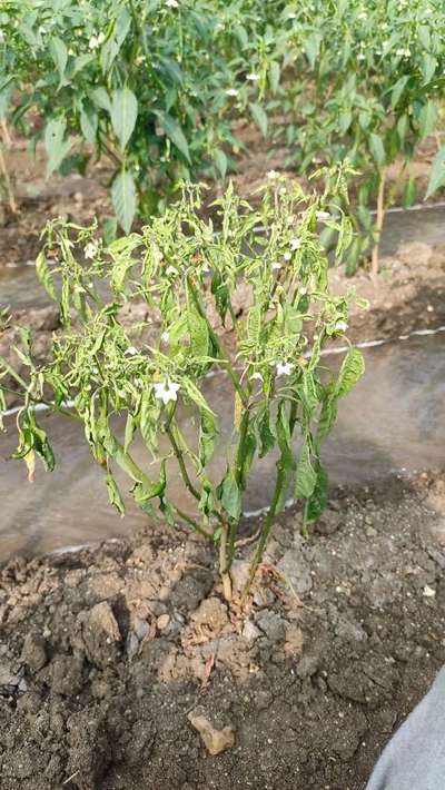 ငရုတ်ဘက်တီးရီးယားပင်ညှိုးရောဂါ