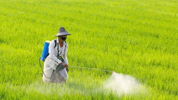ဆေးဖျော်ရာတွင် ရေအရေးကြီးပုံ