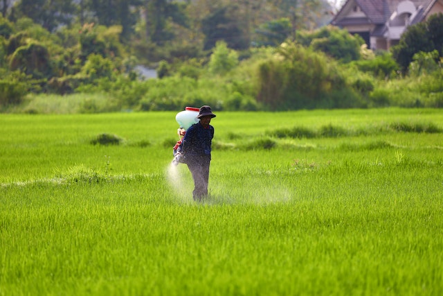 စပါးပေါင်းသတ်ဆေးများ