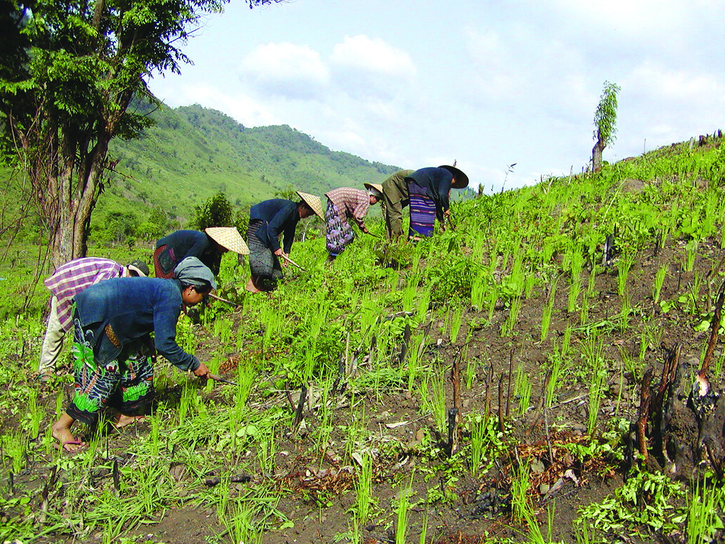 ယာစပါးစိုက်ပျိုးနည်း