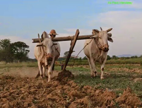 စပါးအပြီးစိုက်သင့်သော သီးနှံ