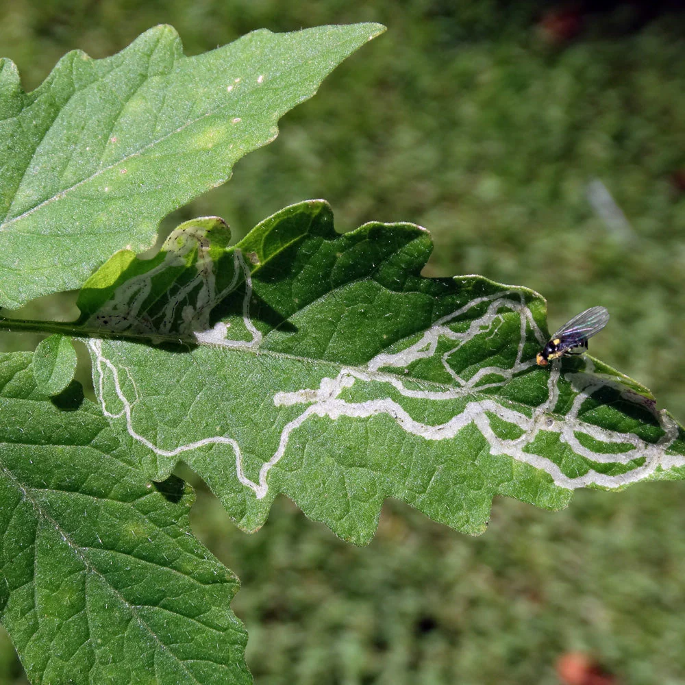 ရွက်ထိုးယင် (Leaf Miner)