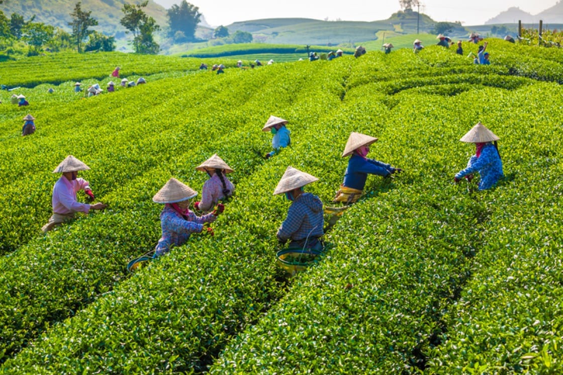 သစ်တောပုံတူ စိုက်ခင်းတည်ထောင်ခြင်း