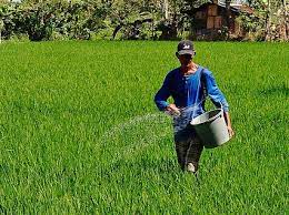စပါးမြေသြဇာကျွေးနည်း