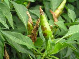 ငရုတ်မှည့်ပြောက်စွန်းရောဂါ