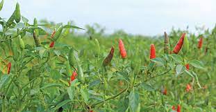 ငရုတ်စိုက်ပျိုးနည်း