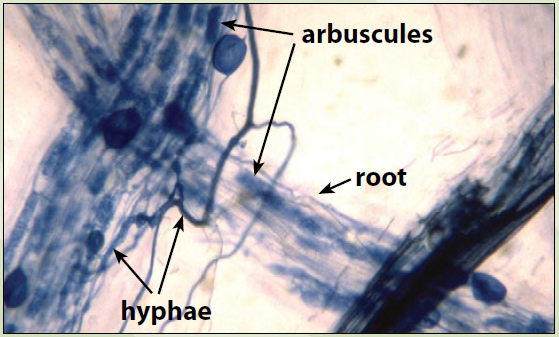 Arbuscular Mycorrhizal Fungi