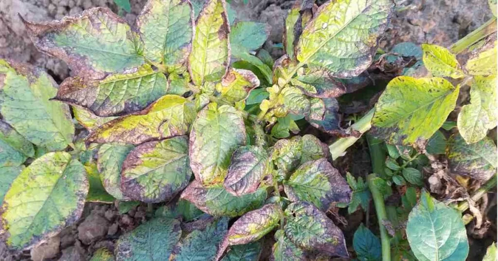 အာလူးတွင်ဖြစ်ပွားလေ့ရှိသောရောဂါများ