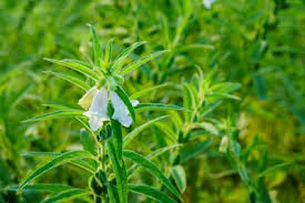 နှမ်းပန်းပွင့်ကြွေခြင်းပြဿနာ