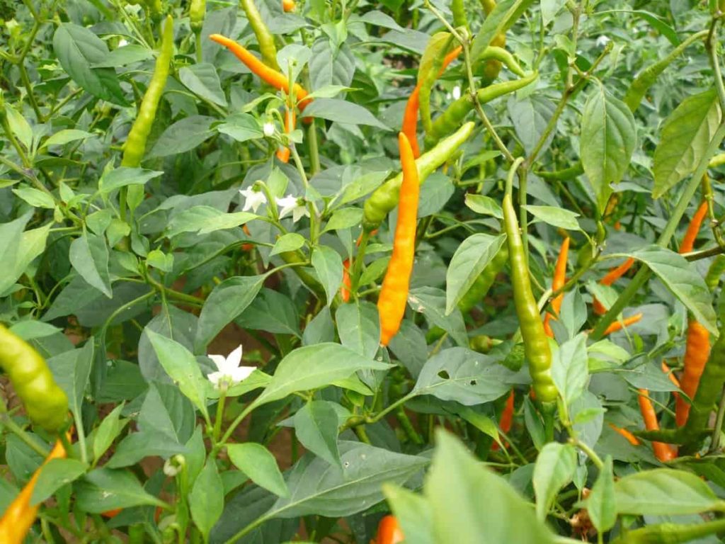 ငရုတ်အပွင့်မတင်ရခြင်းပြဿနာ