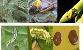 မတ်ပဲပင်တွင်ကျရောက်တတ်သောဖျက်ပိုးများ