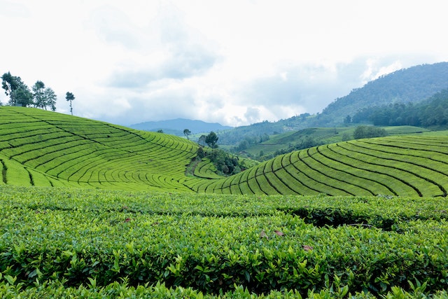 လက်ဖက်စိုက်ပျိုးနည်း