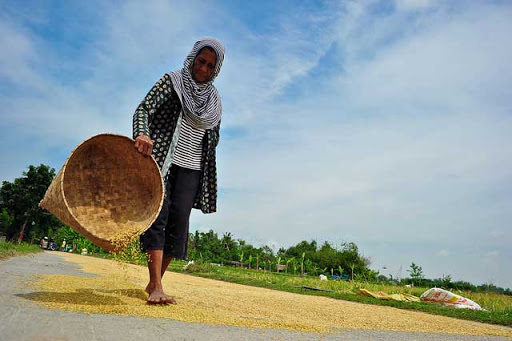 စပါးရိတ်သိမ်းချိန်လွန်နည်းပညာ