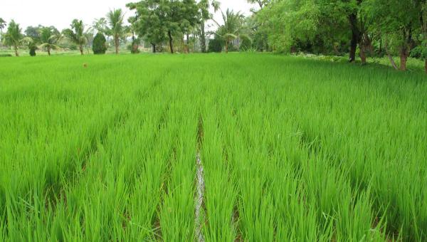 စပါးစိုက်ပျိုးနည်း