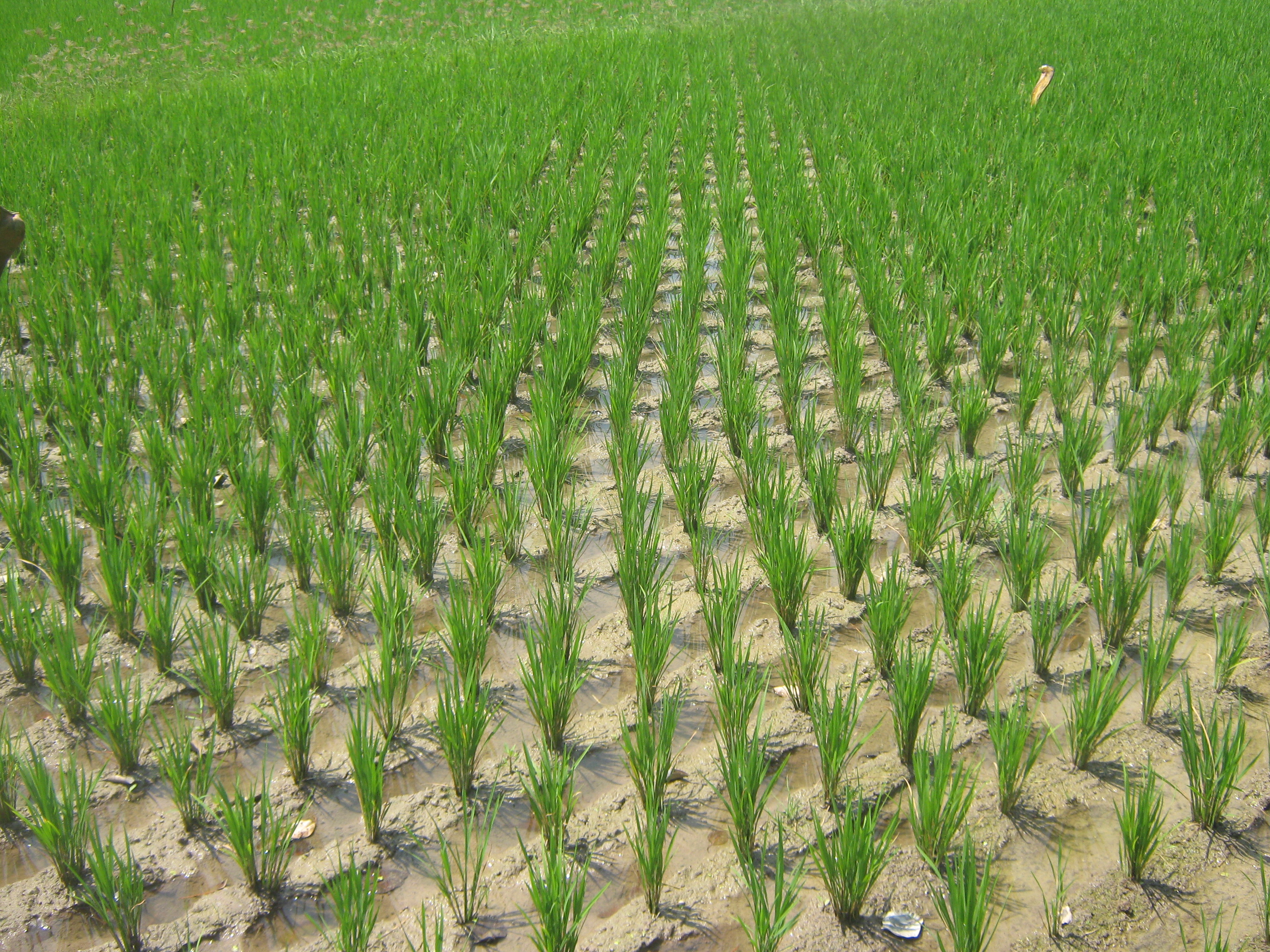 SRI စပါးစနစ်
