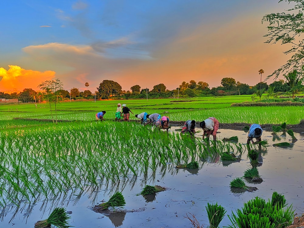 စိုက်ပျိုးဗဟုသုတ