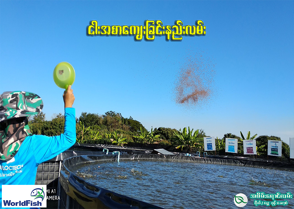 ငါးအစာကျွေးခြင်း