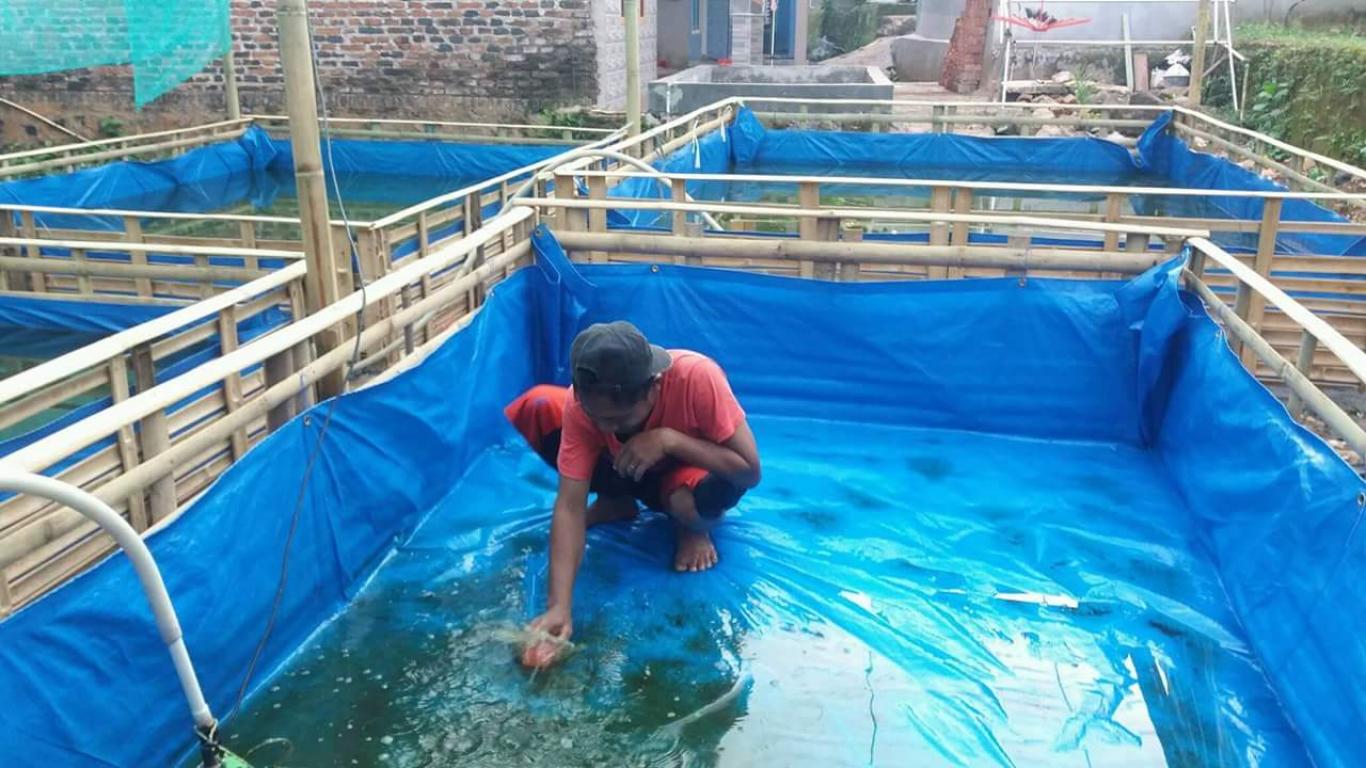 တာပေါ်လင်ဖြင့် ငါးမွေးနည်း