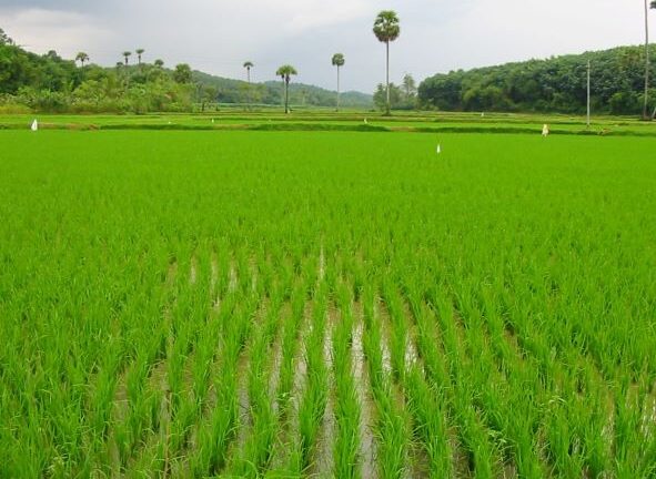 စပါးပင်နှင့် ကျောက်မှုန့်မြေသြဇာ